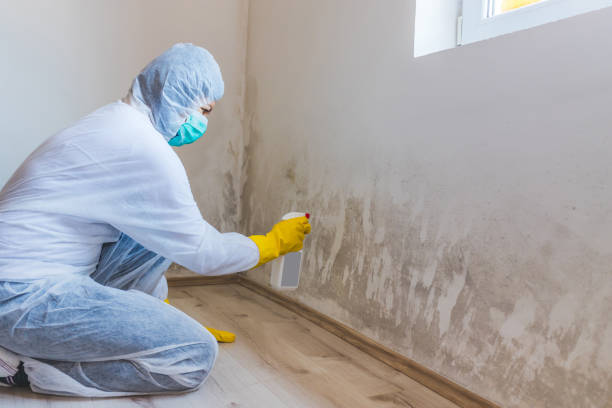 Licensed Mold Inspection And Testing service in Bellevue, MI - Mold Remediation HQ