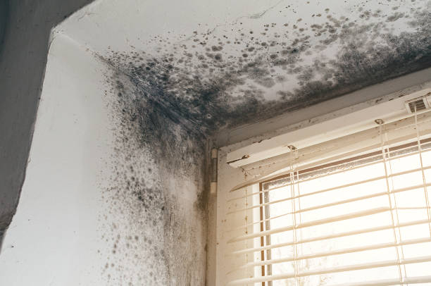 Affordable Mold Inspection And Testing solutions in Bellevue, MI